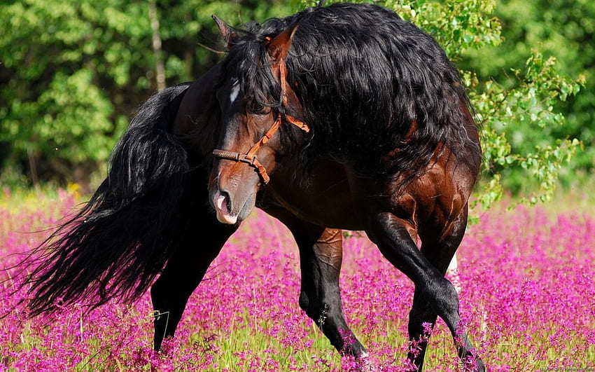 Koń, caballo, zwierzęta, cavalo Tapeta HD