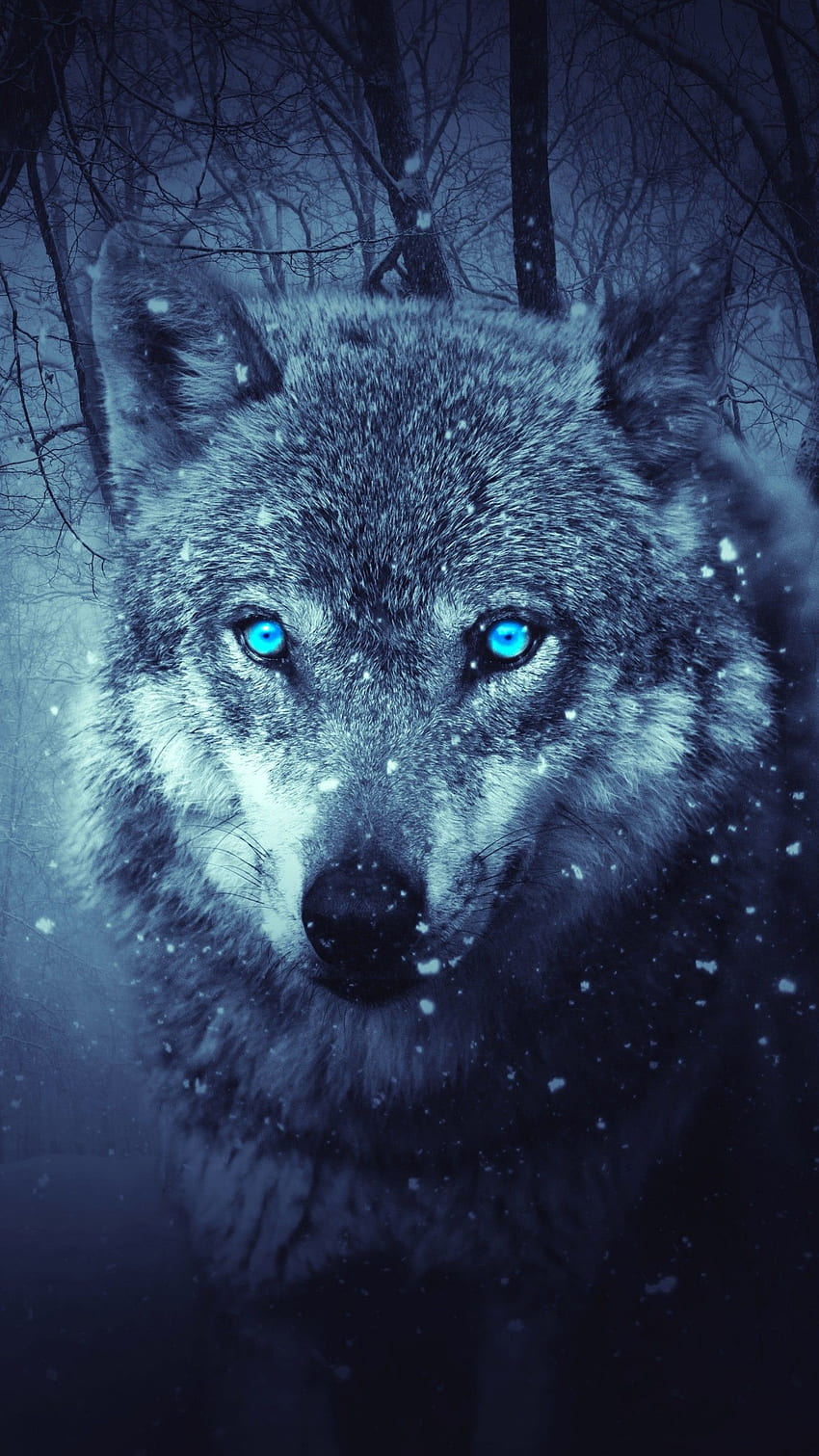 Blue Wolf Eyes HD phone wallpaper