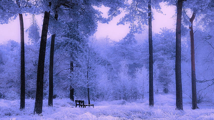 Frosty Paradise, matin, forêt, neige, banc, arbres, froid Fond d'écran HD