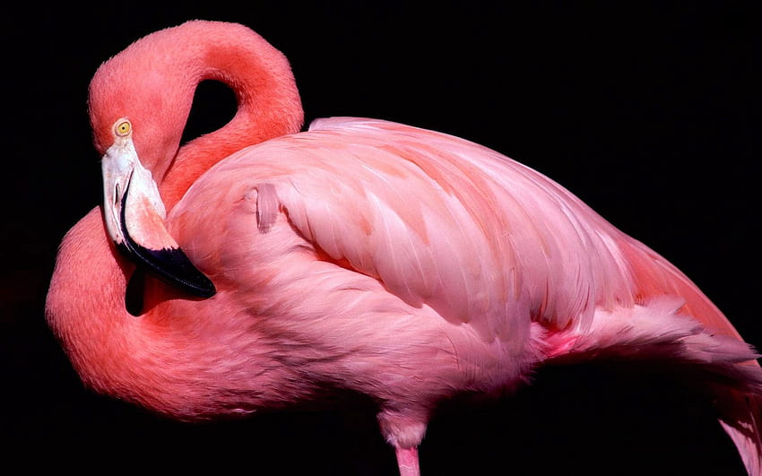 Hewan, Pink, Flamingo, Burung, Paruh, Latar Belakang Hitam Wallpaper HD