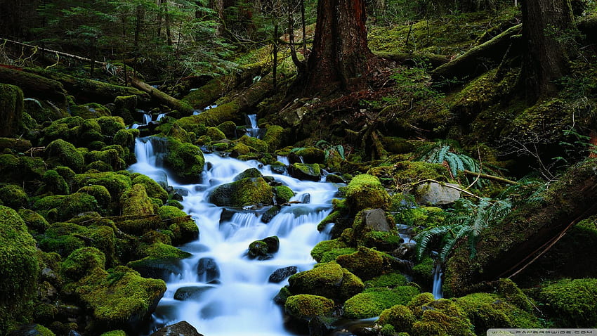 Forest Stream Forest Stream HD wallpaper | Pxfuel