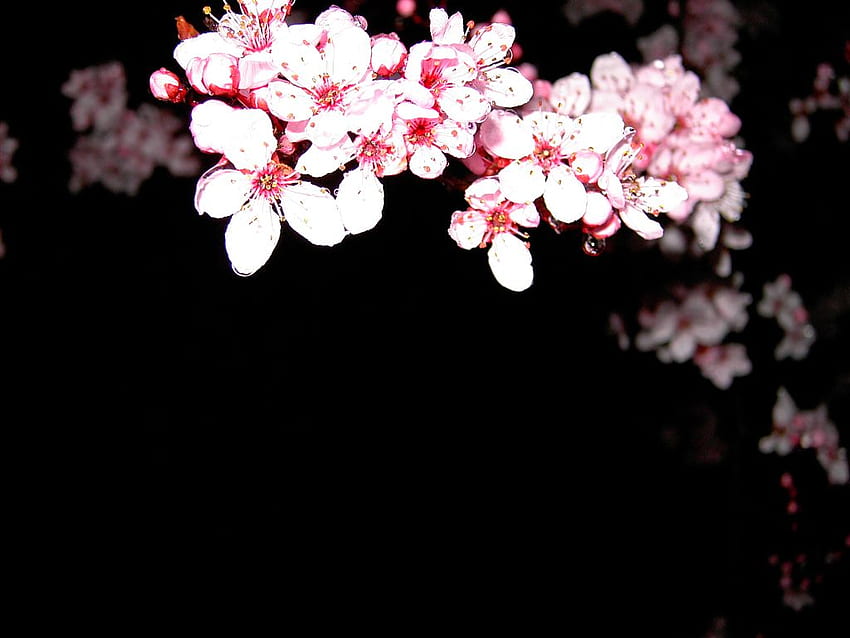 Kwitnące tło Kira Aso, Zen japoński kwiat wiśni Tapeta HD