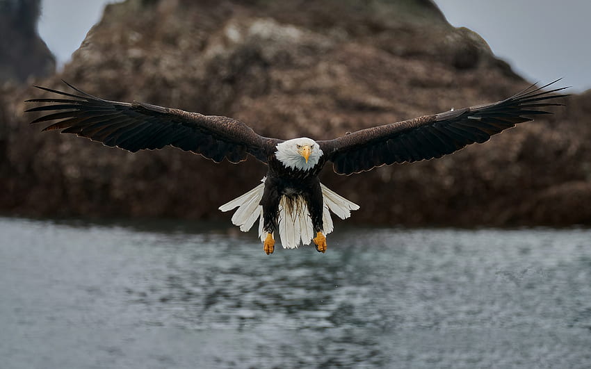 águia careca, predador, águia marinha, envergadura, vida selvagem, símbolo dos EUA, aves de rapina papel de parede HD