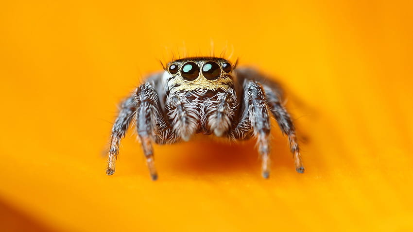 Jumping Spider, macro, preto, olhos, amarelo, insetos, aracnídeo, fofo, animais papel de parede HD