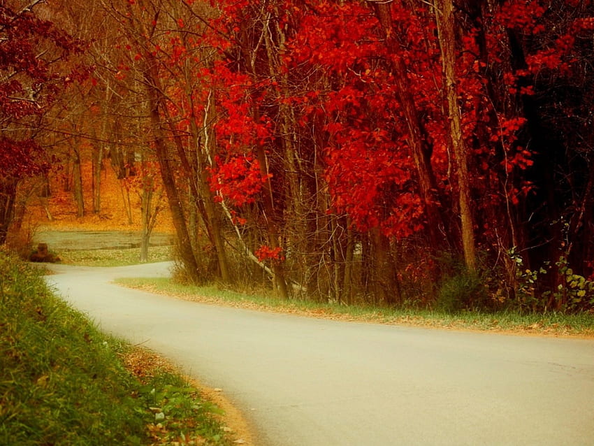 秋の道、木々、秋、自然、道 高画質の壁紙