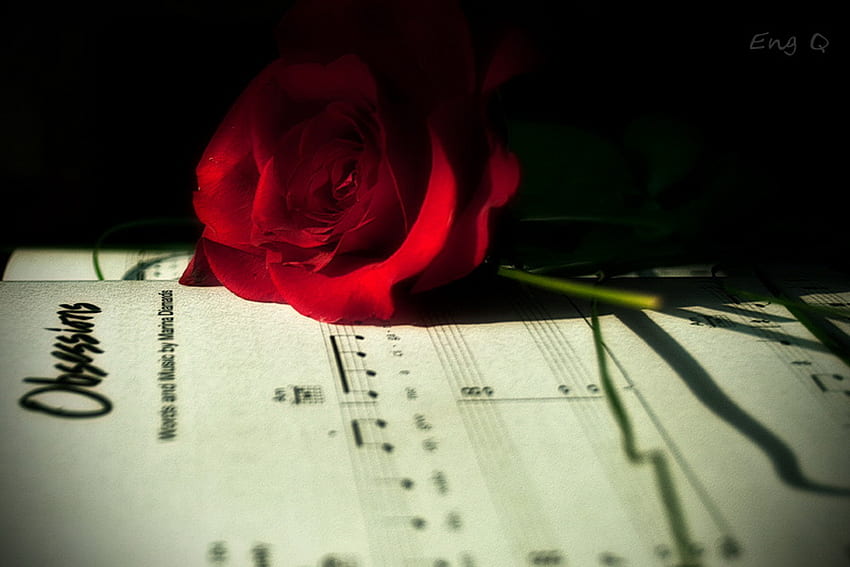 Мания, ноти, роза, книга, музика, цвете, любов, страст, червена роза HD тапет