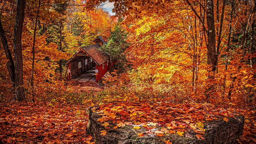 Sonbahar Orman Yeşilliklerinde Eski Kapalı Köprü, Köprüler, Yapraklar, Ağaçlar, Sonbahar, Doğa, Ormanlar, Sonbahar HD duvar kağıdı