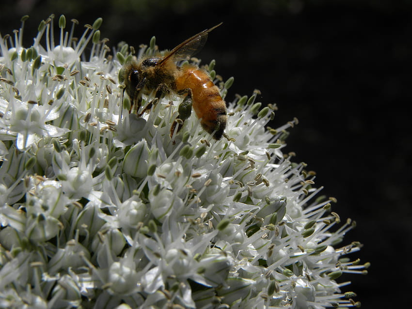 Flower, Macro, Bee, Pollination, Allium HD wallpaper