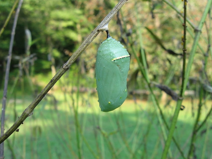 Monarch Butterfly Chrysalis, insects, nature, butterflys, bugs HD wallpaper