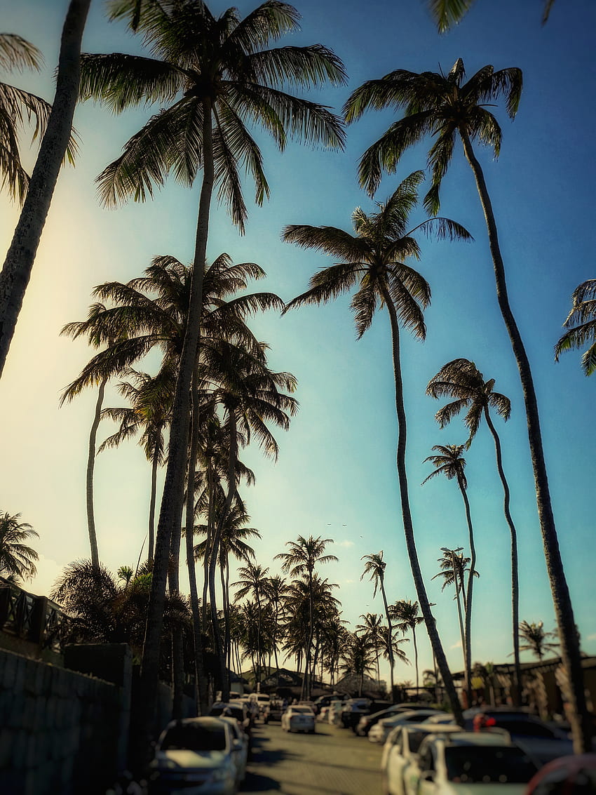 Palm Trees Hd Phone Wallpaper Pxfuel