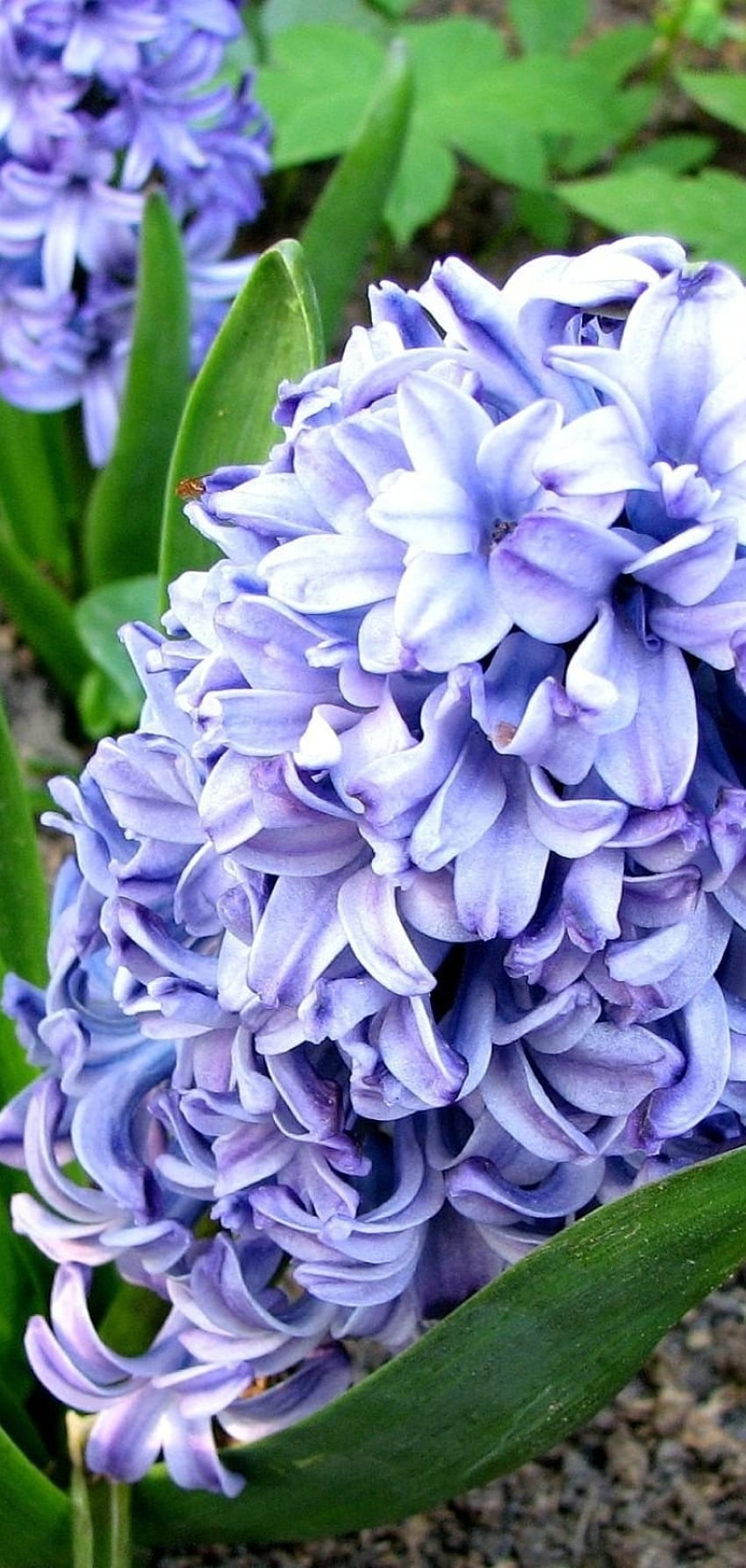hyacinth, flower, flowerbed Resolution , Flowers HD phone wallpaper