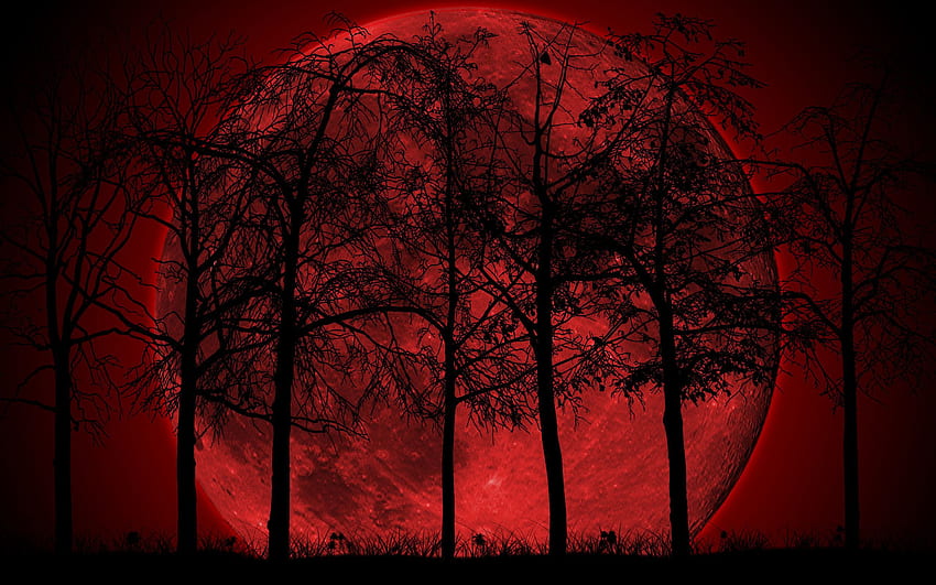 Dark Forest High Quality Resolution Is Cool, Dark Forest Moon HD wallpaper