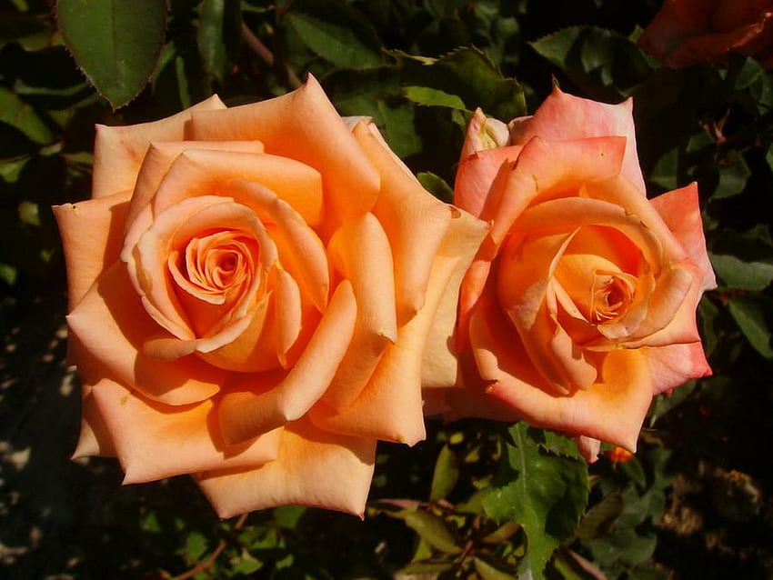 roses forever, nature, flowers, orange, roses HD wallpaper