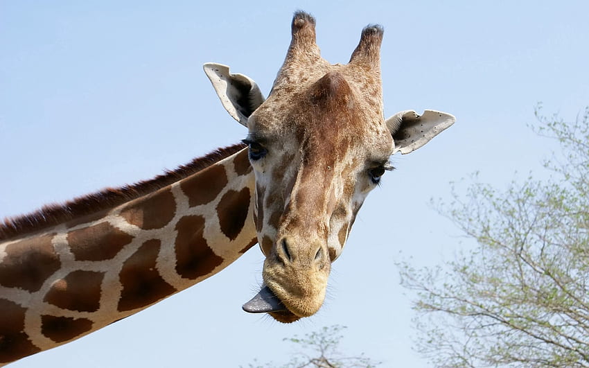 Tiere, Schnauze, Cool, Giraffe, Sprache, Zunge HD-Hintergrundbild