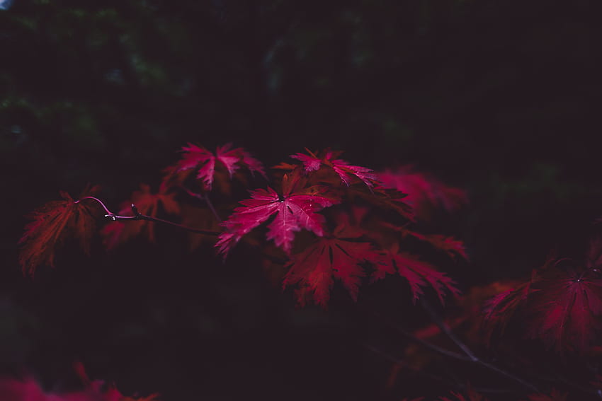 Natur, Herbst, Blätter, Unschärfe, glatt, Äste, geschnitzt HD-Hintergrundbild