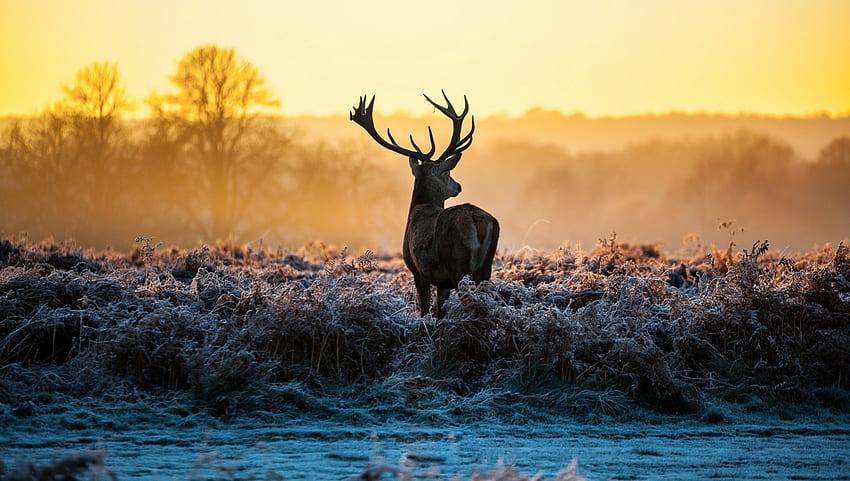*** 冬の朝の鹿 ***, 動物, 鹿, 鹿, 動物 高画質の壁紙