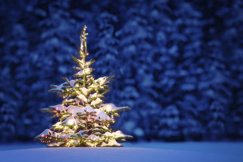 クリスマスツリー、冬、クリスマス、雪 高画質の壁紙