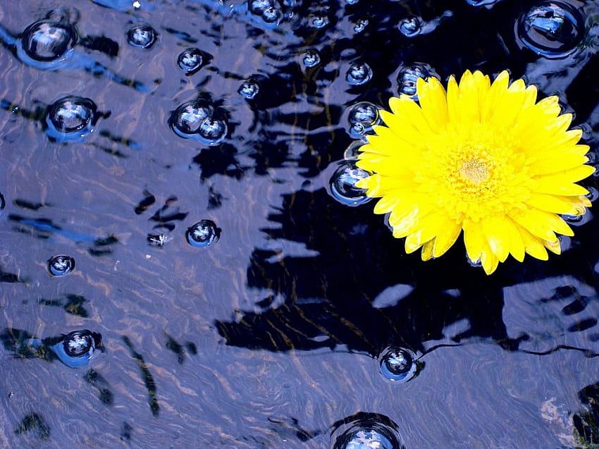 Raindrops and flower, flowers, rain HD wallpaper