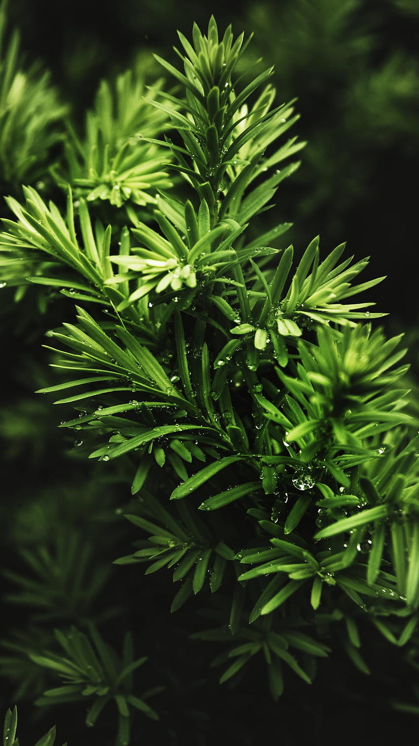 Green bush pattern mobile phone, Plant HD phone wallpaper | Pxfuel