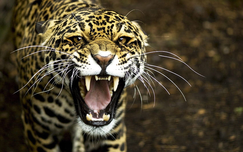 Tiere, Jaguar, Aggression, Grinsen, Schnauze HD-Hintergrundbild