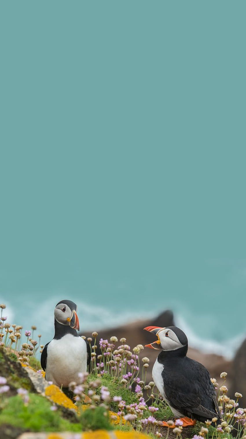 Puffins / Background for phones – Apple iPhone 6, 6S, 7. background, background, iPhone background HD phone wallpaper