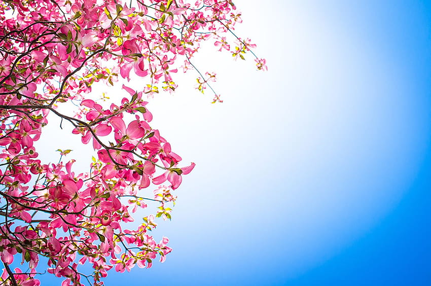 Cornus (gênero) Cor-de-rosa Flores Ramos, Árvore colorida papel de parede HD