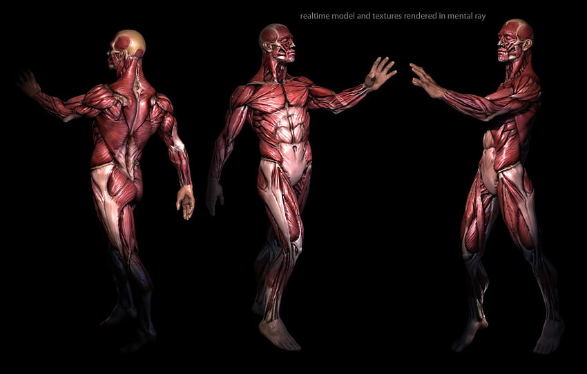 Anatomie humaine, anatomie musculaire Fond d'écran HD