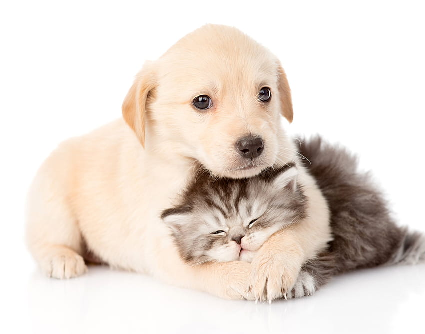 แมวและสุนัขและพื้นหลัง ลูกสุนัขและแมว วอลล์เปเปอร์ HD