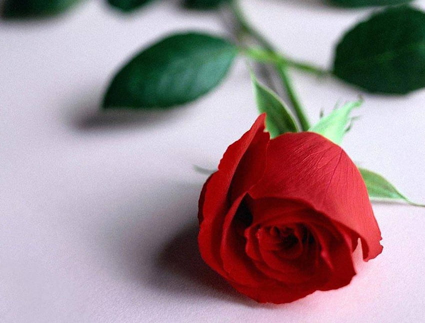 Single Red Rose, rose, red, flower HD wallpaper