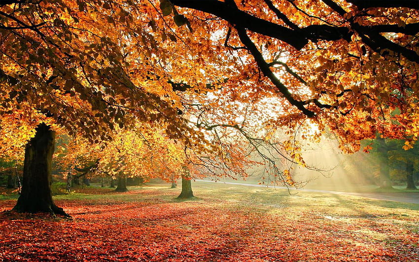 Autumn Trees Sun Light Funny Funny HD wallpaper