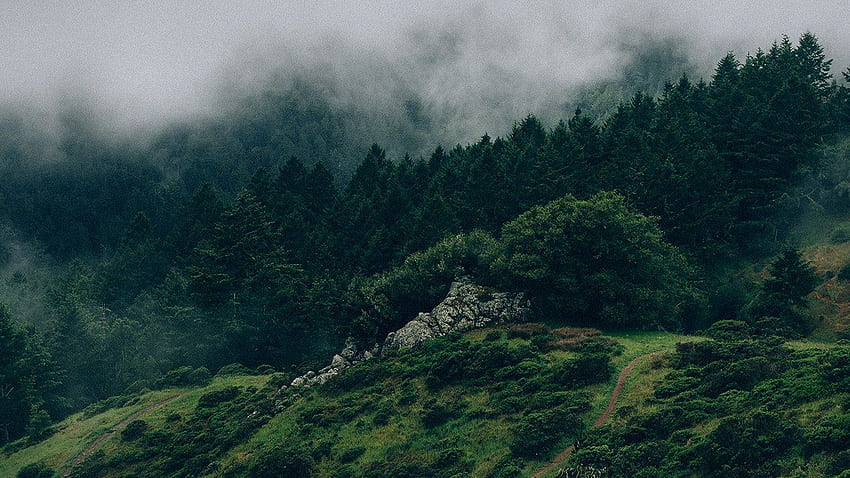 Natur Berggrün. Mac, Laptop, ästhetischer Wald HD-Hintergrundbild