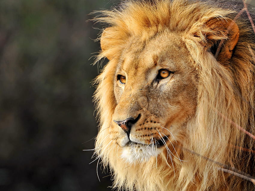 ライオンの顔 2,560×1,920 ピクセル。 ライオンの、雄ライオン、ライオンの顔、ライオンの頭 高画質の壁紙