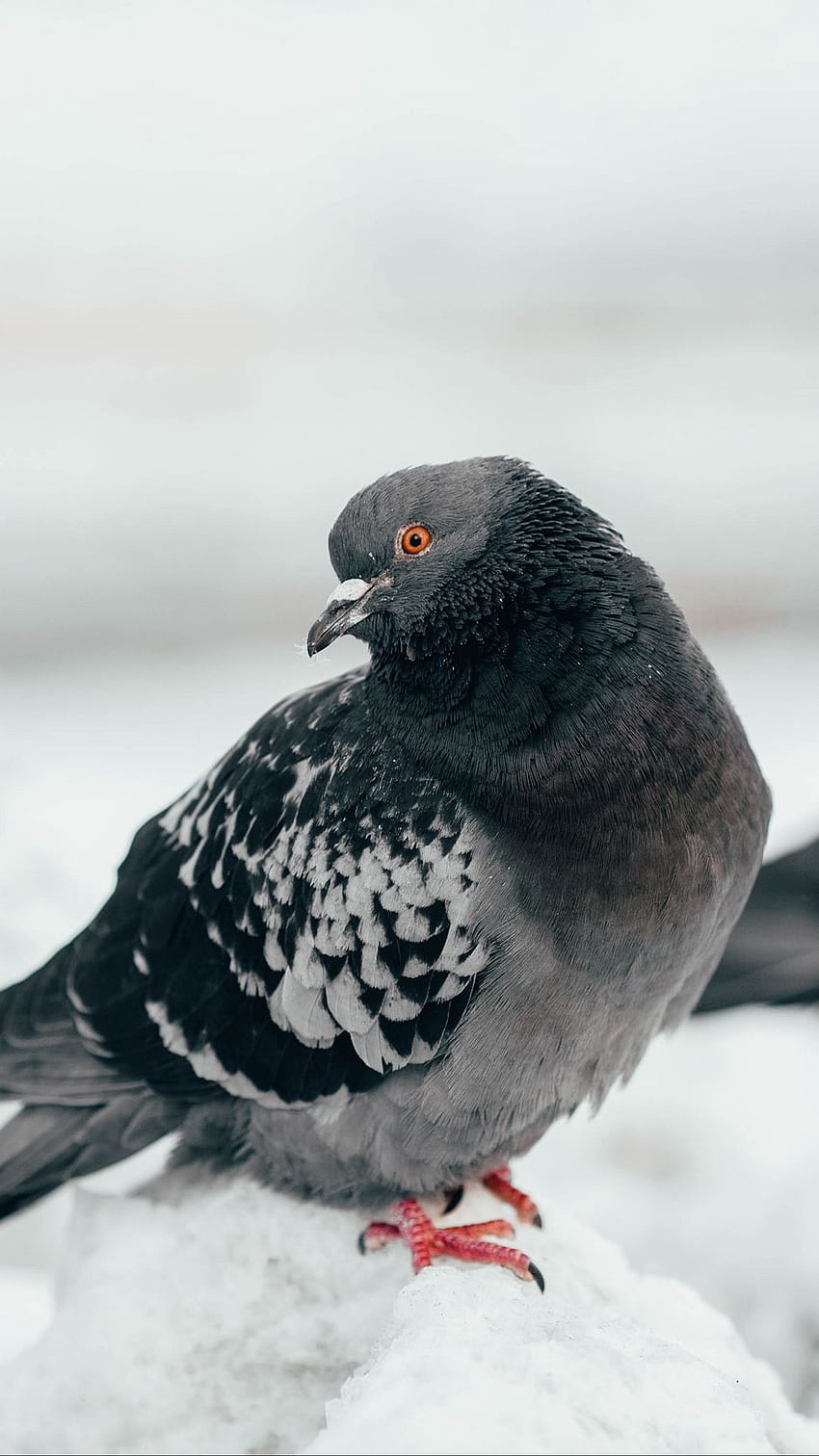 pigeon, bird, curious, gray HD phone wallpaper