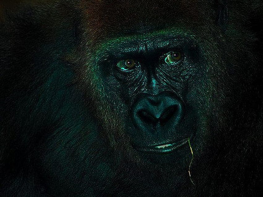 Gorilla, cool, dark HD wallpaper