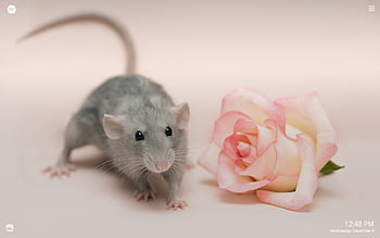 Rat Cute Picture Background Images, HD Pictures and Wallpaper For Free  Download | Pngtree