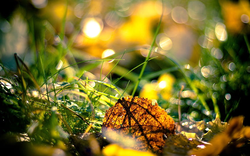 grama, outono, folhas, macro, brilho, luz, manhã papel de parede HD