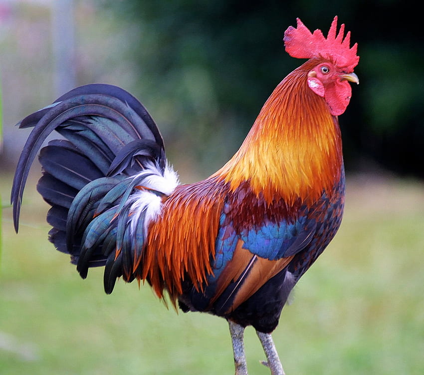 Animals Background, 782969 Rooster HD wallpaper