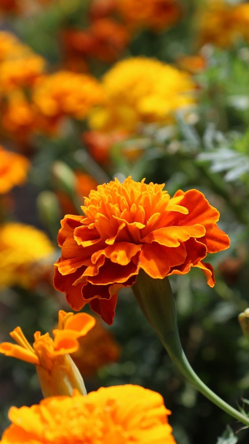 Marigold, Marigold Flowes, kwiaty nagietka Tapeta na telefon HD