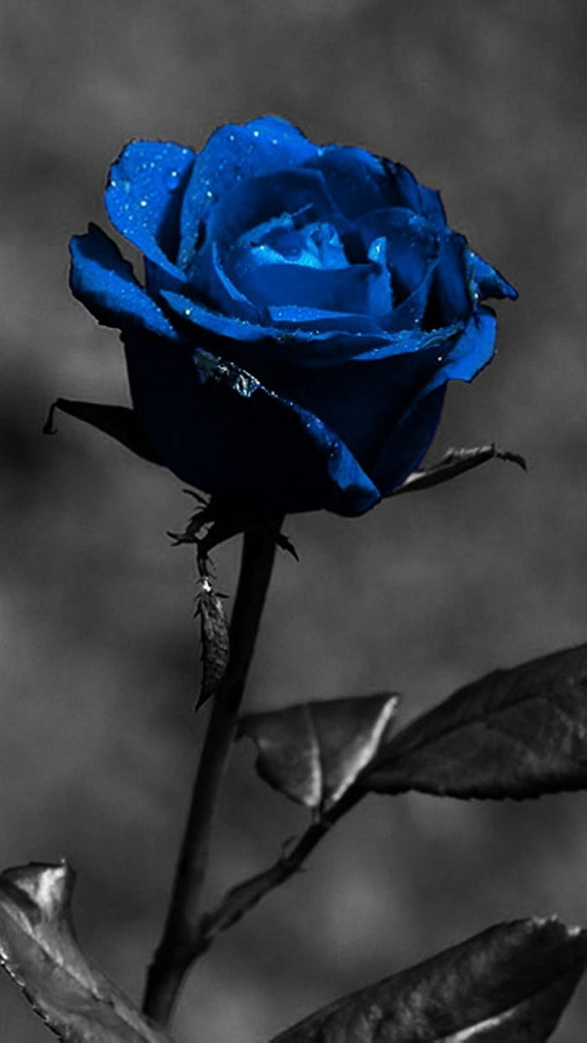 Black And Blue, Rose HD phone wallpaper