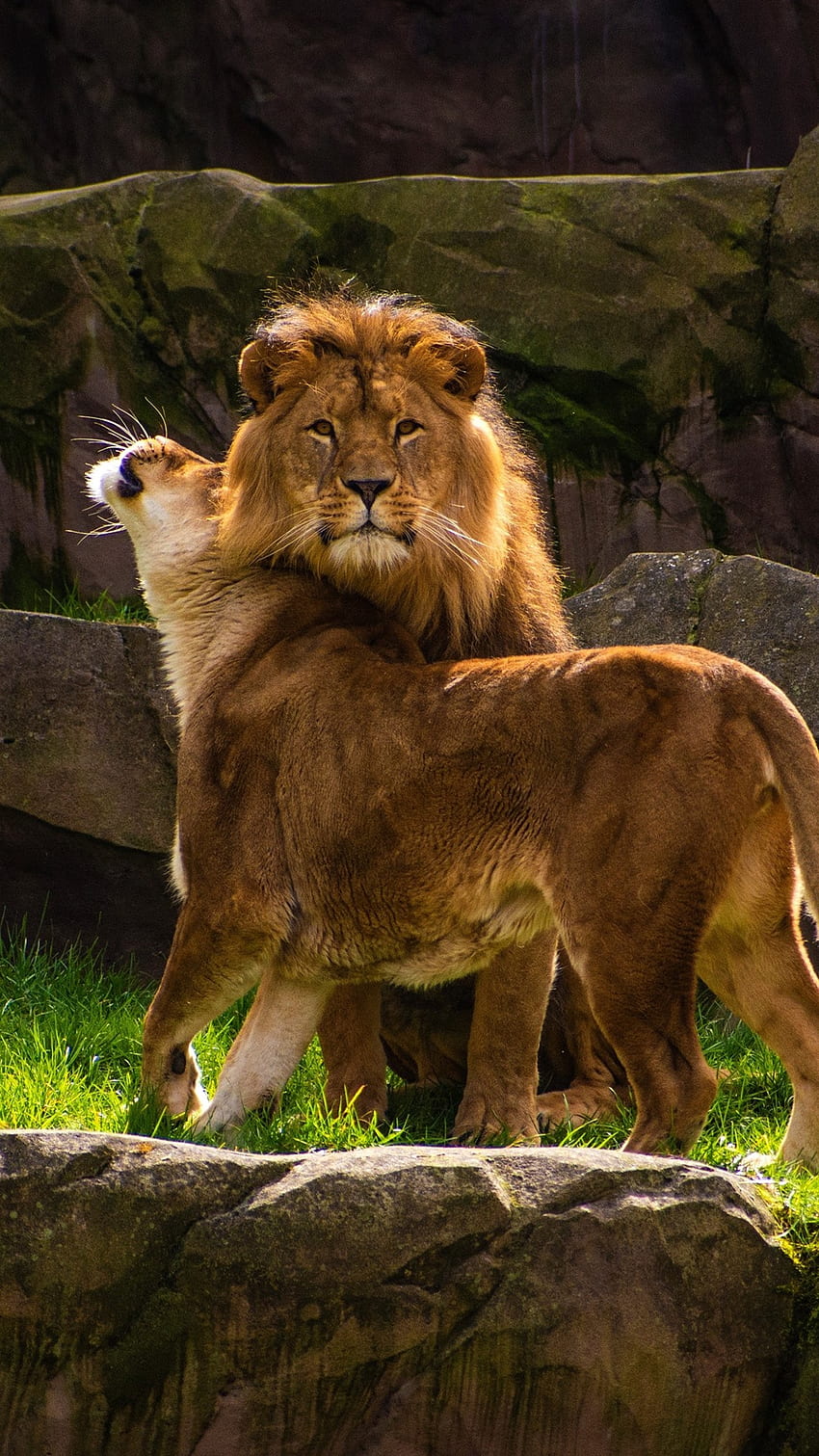 Zwei Löwen, Familie U, Zwei Löwen iPhone HD-Handy-Hintergrundbild