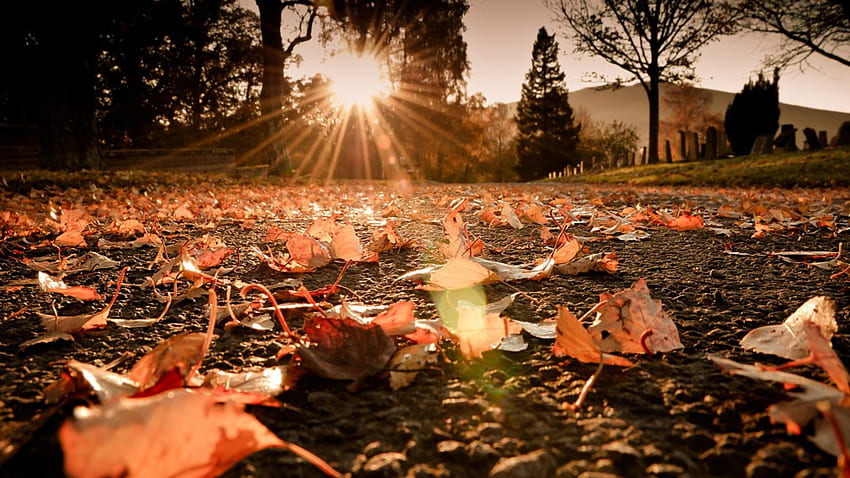 Soleil d'automne, septembre, chemin, beau, parc, automne doré, feuilles, jaune, ruelle, nature, incroyable Fond d'écran HD
