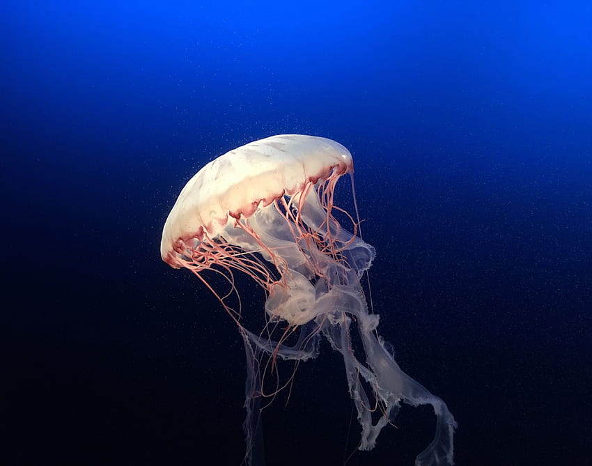 Animals, Water, Jellyfish, Swimming, Ocean, Underwater World, Aquarium HD wallpaper
