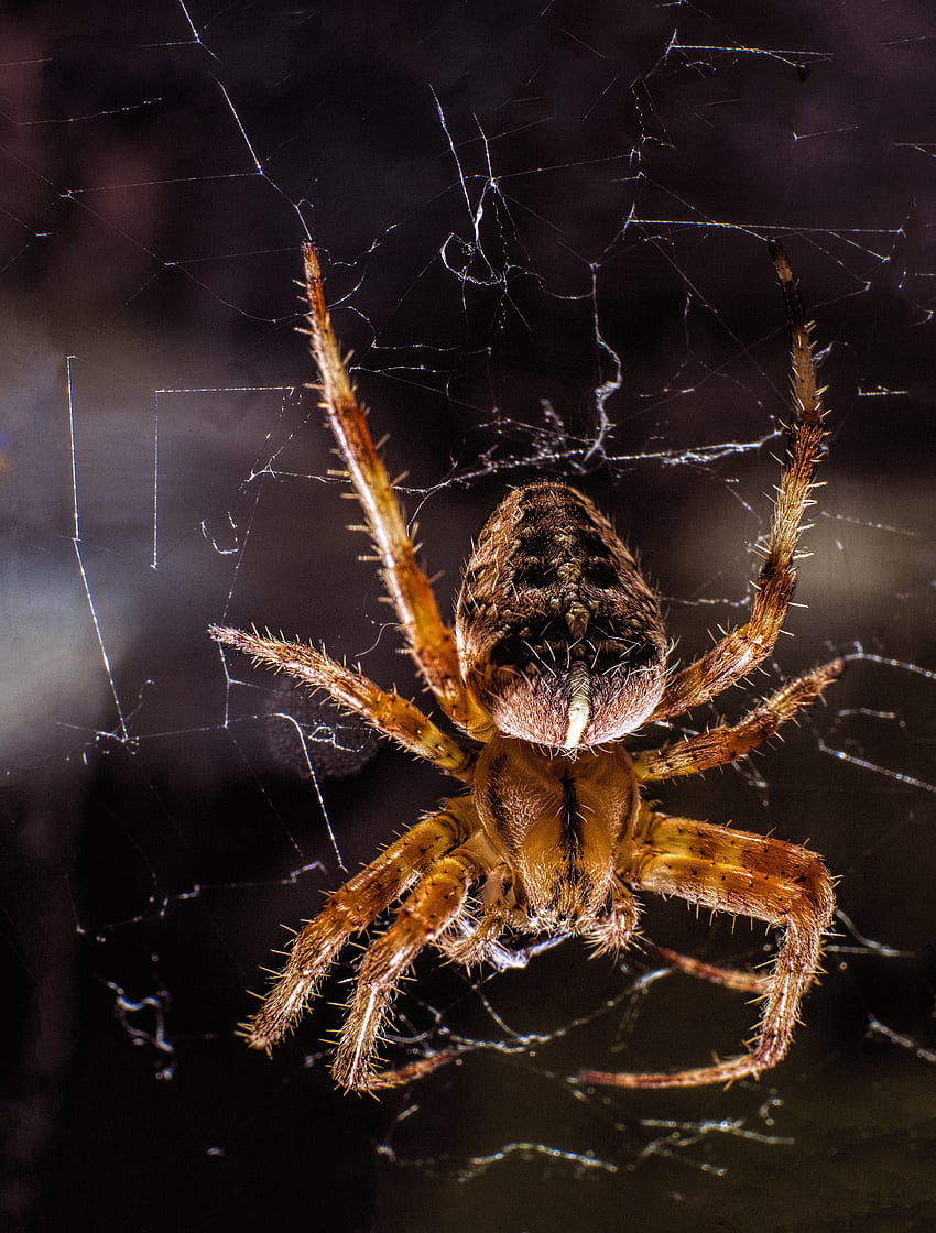 Web, マクロ, クローズ アップ, 昆虫, 足, クモ HD電話の壁紙