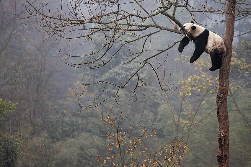 Pandas Lying down Sleep Trunk tree Branches, Sleeping Animal HD wallpaper