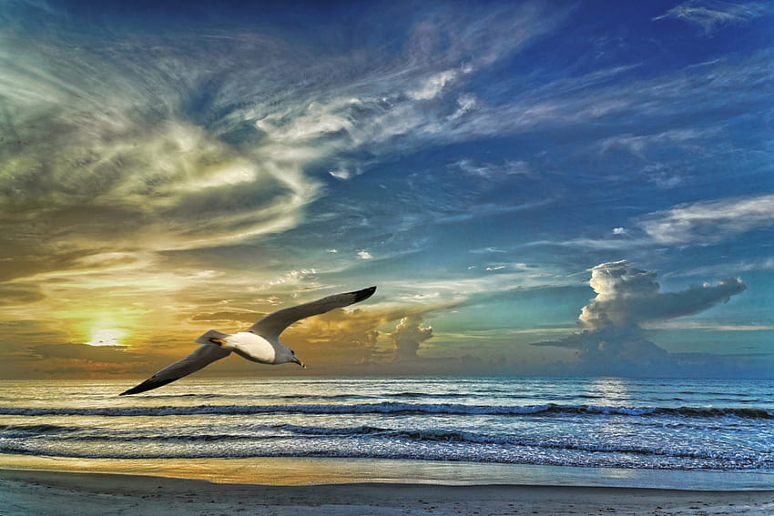 Sunset - seagull, sea, clouds, Sunset, seagull HD wallpaper