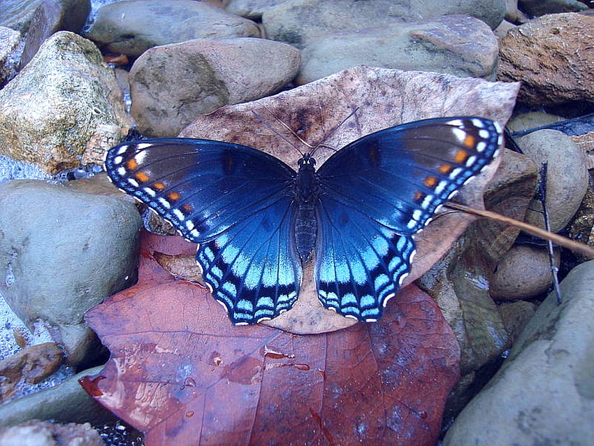 Blue Butterfly, blue, cool, butterfly HD wallpaper