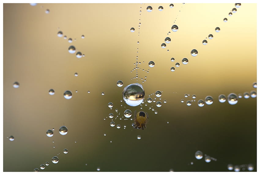 Web, Drops, Macro, Dew, Spider HD wallpaper