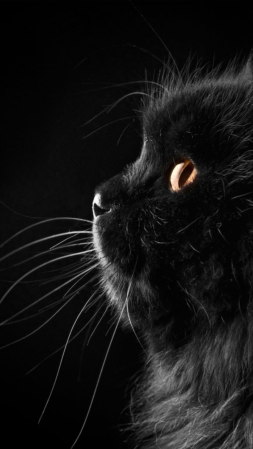 Galaxy Cat, Aesthetic Black Cat HD тапет за телефон
