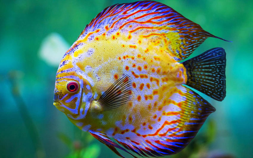 Beautiful Yellow Sea Fish HD wallpaper | Pxfuel