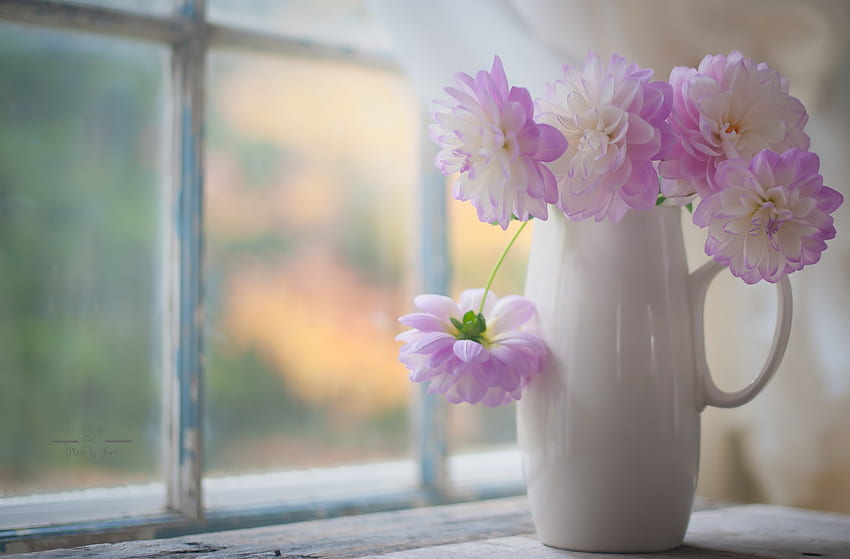 장미, 꽃, 꽃병, 창 HD 월페이퍼